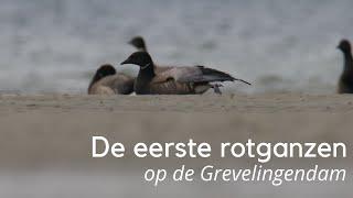 De eerste rotganzen op de Grevelingendam #1354