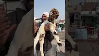 Shahid Goat Farm Delhi 9811388158
