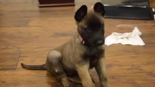 Belgian Malinois—Mishka—7 weeks old learning "Off"