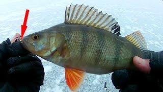 НАРВАЛИСЬ на БЕШЕНЫЙ КЛЕВ ОКУНЯ! Fishing in Russia! Fishing for perch in winter.