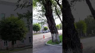 Сквер им.Кунаева по ул. Богенбай батыра (Кирова), Алматы