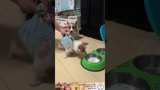 Funny Videos | Cats | Dogs | Animals