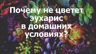 Почему не цветет эухарис в домашних условиях?