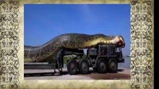 Anaconda Sucuri GIGANTE VIDEOS veridico a MAIOR Cobra Sucuri HD 2016 full videos