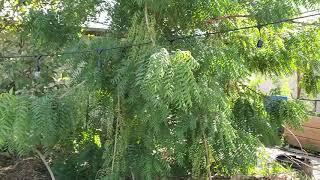 Beautiful Neem tree in Arizona