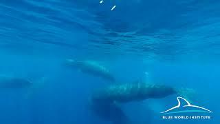 Sperm whales in the Adriatic Sea / Ulješure u Jadranu