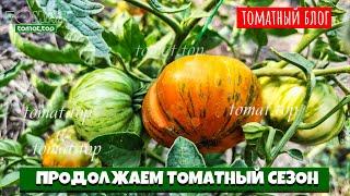 Сложный томатный сезон. Что делает с томатами аномальная жара и отсутствие дождей и воды для полива