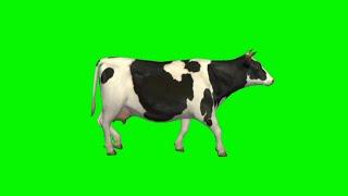 Cow Green Screen Video | Cow Walking green screen | No Copyright