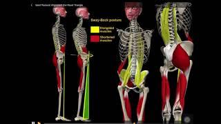 Ideal Postural Alignment The Navel Triangle