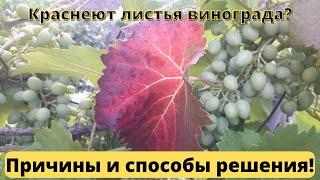 У винограда краснеют листья? Причины и способы решения