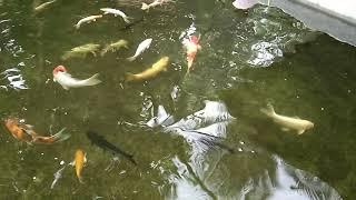 Main Pond Koi, Hammerhead & Janitor Fish