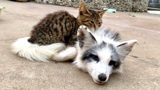 So cute! The fox  actually became good friends with the kitten. 