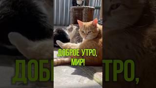 Ах, как хотелось бы, чтобы все они стали домашними…#котики #приют #возьмидругаизприюта #юмор #утро