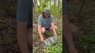 Checking the Snake Trap! #snakes #trap #trapping #snaketrap