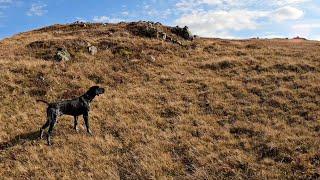 Keklik avı kurzhaar ferma ve aport 2021 hunting partridge with kurzhaar