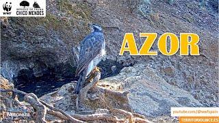 AZOR en la Tinajilla. 9 de septiembre de 2024. #territoriolince #apbvigo #azor