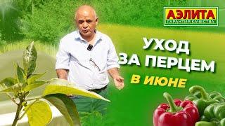 УХОД за СЛАДКИМ ПЕРЦЕМ в ИЮНЕ! Урожая будет много!