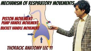 Respiratory movements anatomy. by Zawar yousafzai. MedExplora