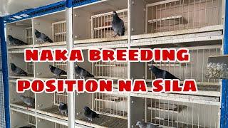 NAKA BREEDING POSITION NA SILA |Reggie Cruz Loft & Aviary #reggiecruzloftandaviary #reggiecruzloft