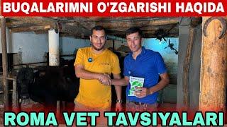 O'ZIMNI BUQALARIMNI QANDAY YEM BILAN BOQISH VITAMINLAR VA TAVSIYALAR FOYDALI VIDEO