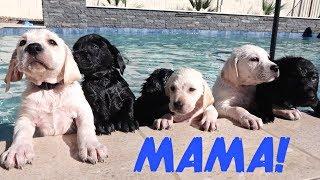 LABRADOR MOM TEACHES HER PUPPIES TO SWIM!