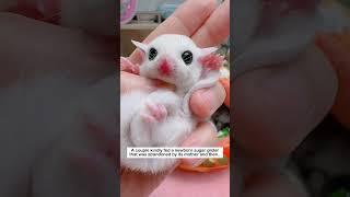 Abandoned Sugar Glider #animalfriendshipgoals #animals #rescue #pets#sugerglider #lovestory #love