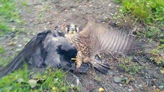 Peregrine Falcon vs Crow