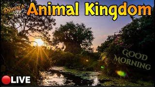 LIVE: ROPE DROP: Disney’s ANIMAL KINGDOM! A Sunrise Walt Disney World Live Stream #disneyworld #wdw