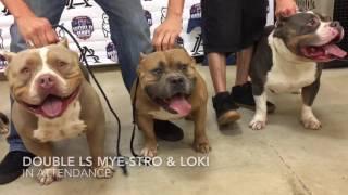 BULLY MARKET World Series All Star Break ABKC Show Kerrville Texs