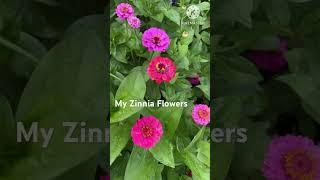 My Zinnia Flowers #plantslover #stressreliever #frontyardgarden