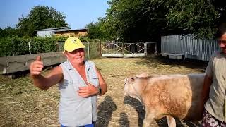 Купили корову як у Бобошкодає по 35л молока породи Brown Swiss, корови як бізнес або казки Бобошко