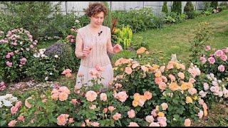 Розы и сад - большой обзор / июнь - октябрь 2024 / Roses in my garden 2024 /