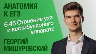 6.45. Строение уха | Вестибулярный аппарат | Анатомия к ЕГЭ | Георгий Мишуровский