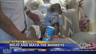 Alabama Original: Mojo & Maya the Monkeys