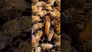 Невидимый враг русских пчёл: битва с клещом Варроа