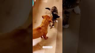 Who can say no to such a cute cat#YouTube #Shorts  #Cute pets #cat