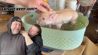 Time to put this to the test...sure how this works...! & PIGLET UPDATE!