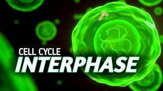 Cell Cycle : INTERPHASE  known as Resting Phase || 3D ANIMATION || @MagnetBrainsEducation