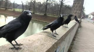 Sound of Crows