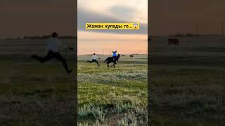 Абайлагылачы..#тойырлары #тойәндері #rek #dance #снос