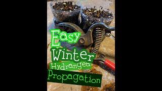 The EASIEST way to propagate Limelight Hydrangeas!!