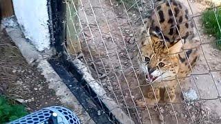 SERVAL agressive hiss and fight sound recording - Big cat