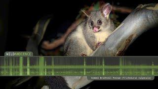 Common Brushtail Possum Sounds - Scary growling calls and scurrying noises