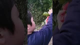 시골생활 감따기체험