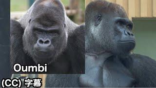 Momotaro's relatives are in Europe. Skirmishes between Momotaro and Gentaro, Gorilla