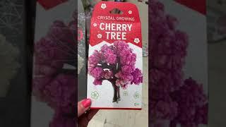 Crystal Growing Cherry Tree and Volcano Christmas Gift Idea