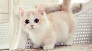 CUTE AND FUNNY MUNCHKIN CATS COMPILATION