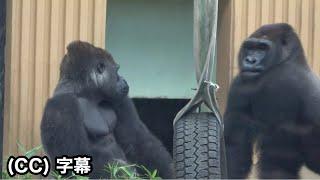 New wound on Gentaro's head. Did he get into a fight? Son Gorilla | Momotaro family