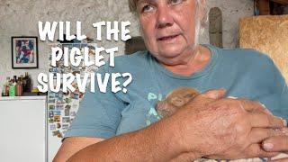 WILL THE PIGLET SURVIVE? / OFF-GRID HOMESTEAD