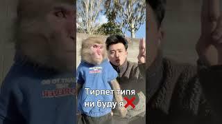 2 имба гайд #монке #пон #рофл #бибизяна #манки #брадки #бибизяны